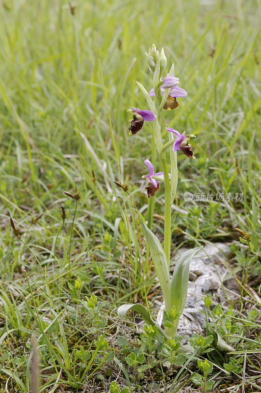 晚蜘蛛兰(Ophrys holosterica)